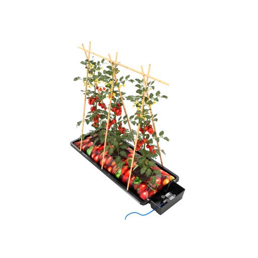 Tray2Grow_Grow_Bag_Tomatoes.png