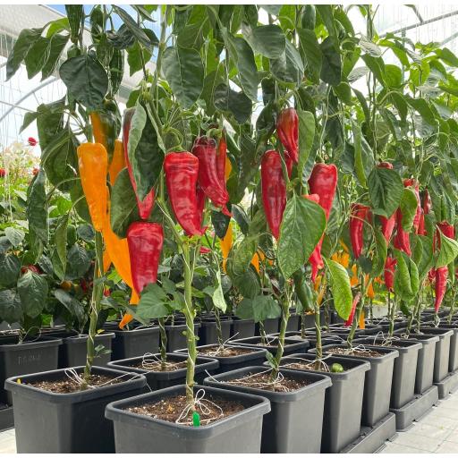 AutoPot_Social_Images_2022_Peppers_easy2grow_1-1536x2048-2.jpg